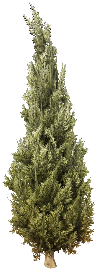 prop_tree_cypress_01