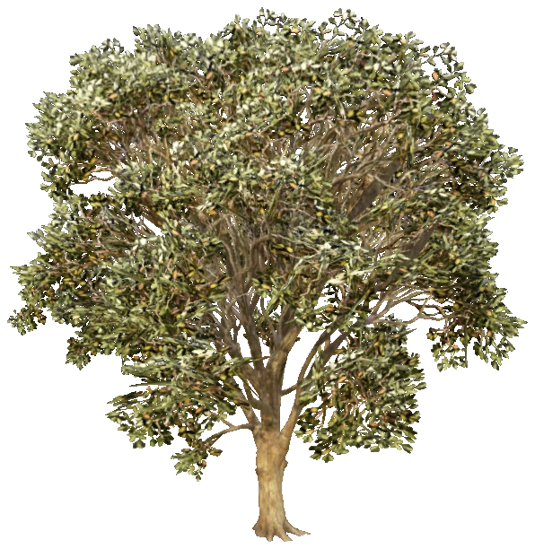 prop_tree_eng_oak_01