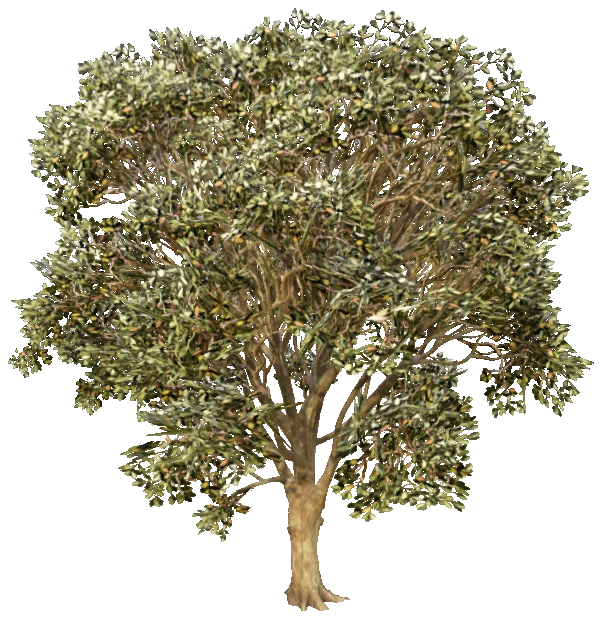 prop_tree_eng_oak_cr2