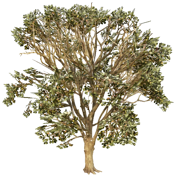 prop_tree_eng_oak_creator
