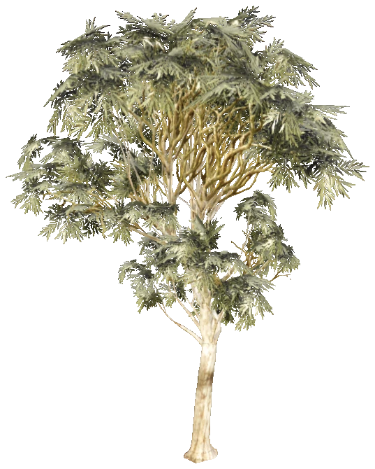 prop_tree_eucalip_01