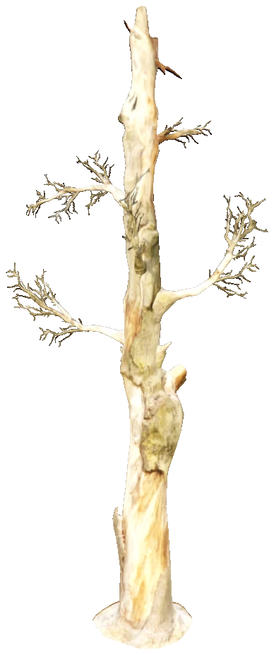 prop_tree_fallen_pine_01