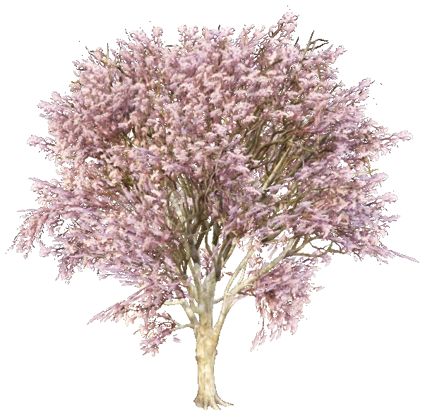 prop_tree_jacada_01