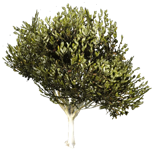 prop_tree_lficus_02