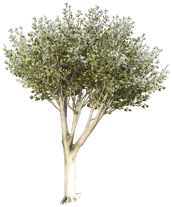 prop_tree_lficus_03