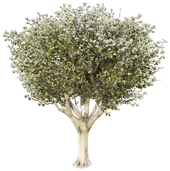 prop_tree_lficus_05