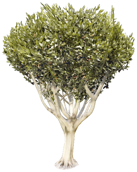 prop_tree_lficus_06
