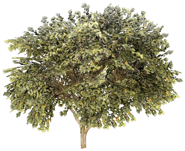 prop_tree_maple_02