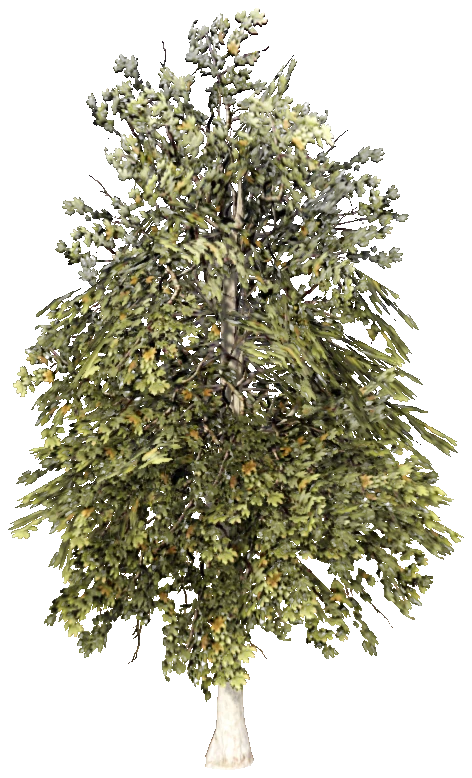 prop_tree_maple_03