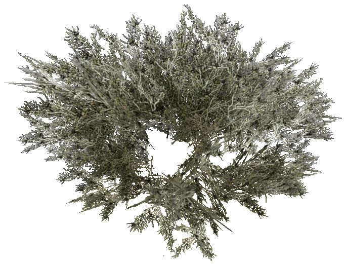 prop_tree_mquite_01_l2