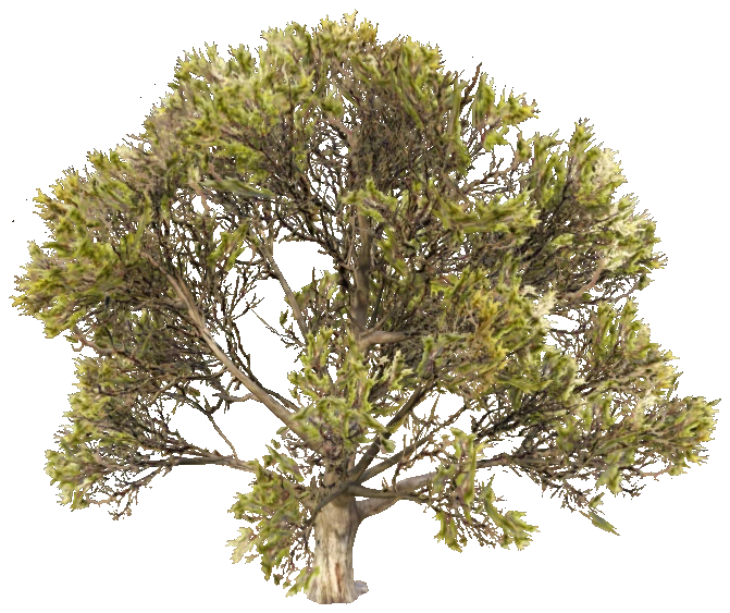 prop_tree_mquite_01