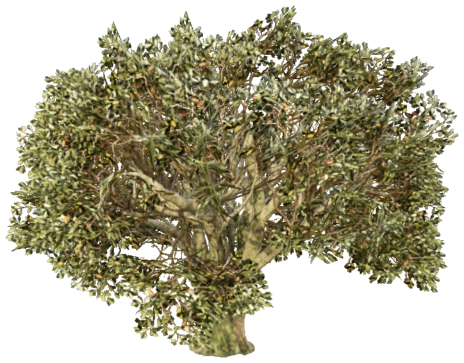 prop_tree_oak_01