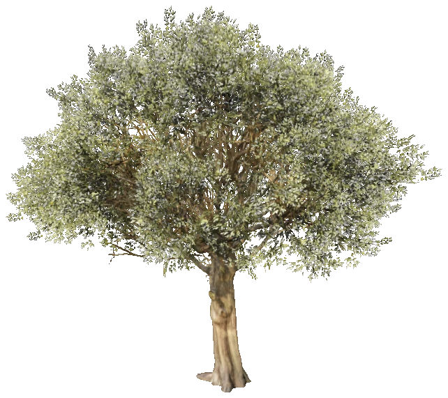 prop_tree_olive_01