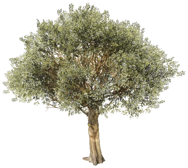 prop_tree_olive_cr2