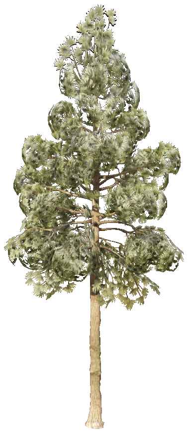 prop_tree_pine_01