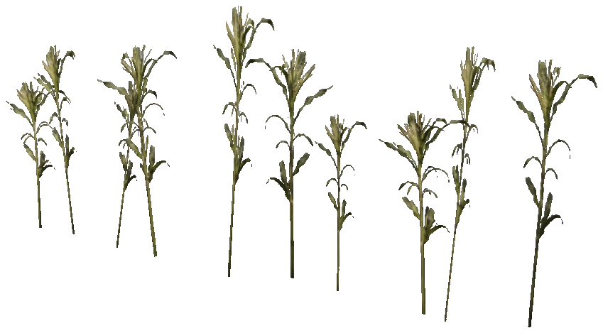 prop_veg_corn_01