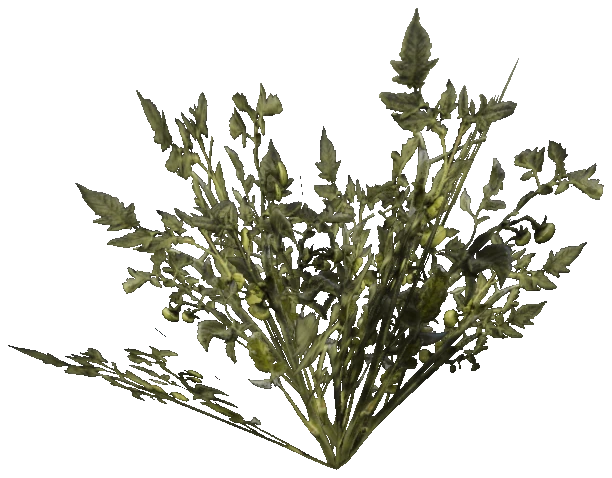 prop_veg_crop_04_leaf