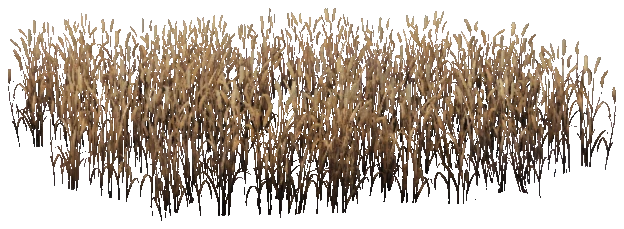 prop_veg_crop_04