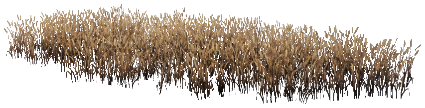 prop_veg_crop_05