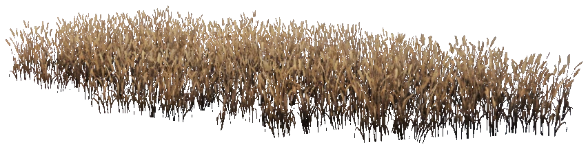 prop_veg_crop_06