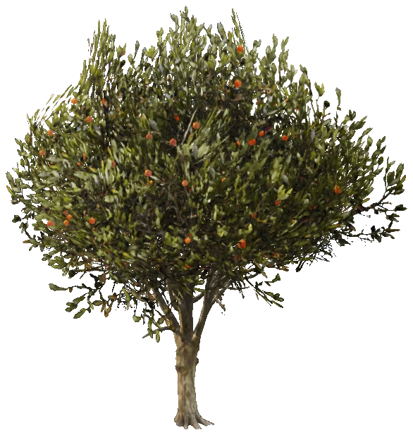 prop_veg_crop_orange