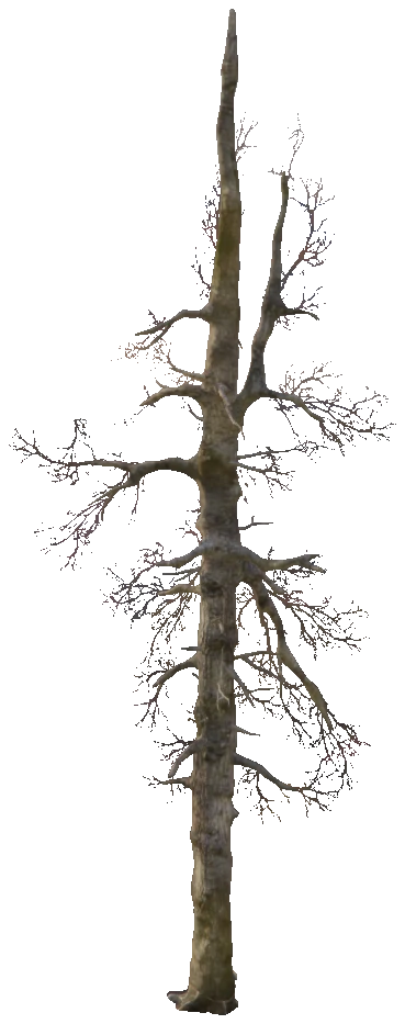 prop_w_r_cedar_dead