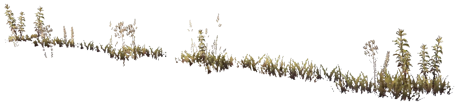 prop_weeddead_nxg02