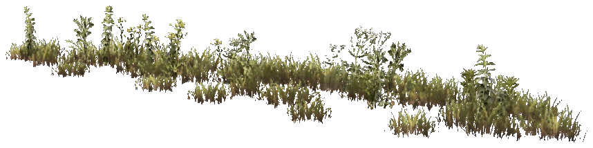prop_weeds_nxg03