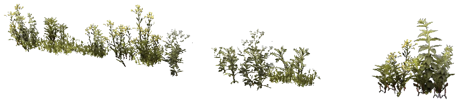 prop_weeds_nxg04