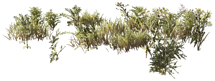 prop_weeds_nxg08