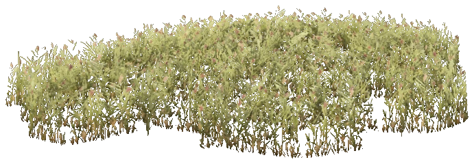 reeds_03