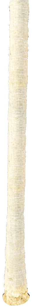 sd_palm10_low_uv