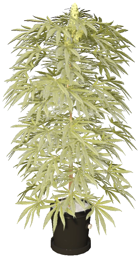 sf_prop_sf_weed_lrg_01a