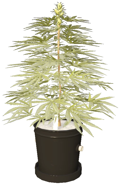 sf_prop_sf_weed_med_01a