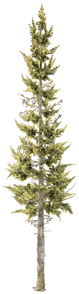 test_tree_cedar_trunk_001