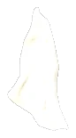 v_ilev_a_tissue