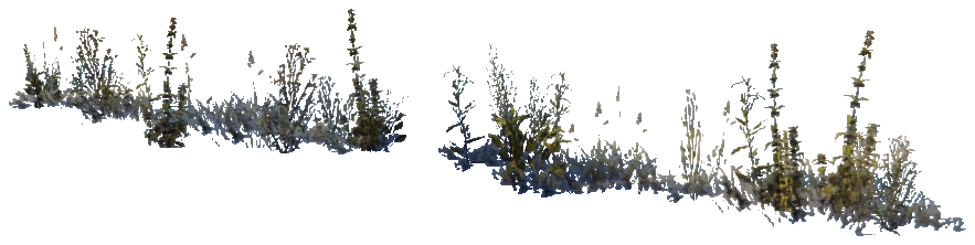 xs_terrain_prop_weeddry_nxg01