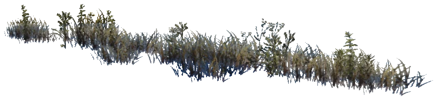 xs_terrain_prop_weeddry_nxg03