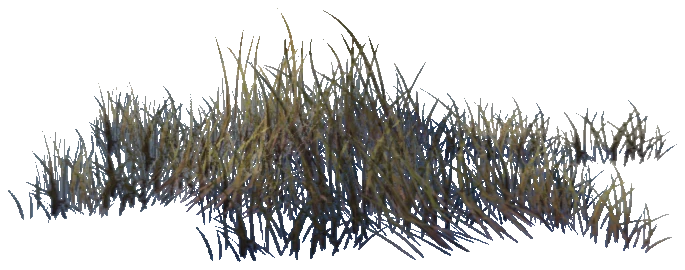 xs_terrain_prop_weeddry_nxg04