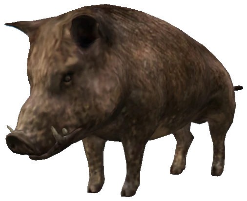 A_C_Boar