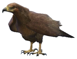 A_C_Chickenhawk