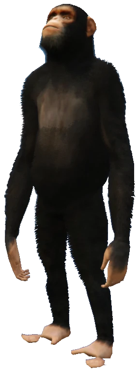 A_C_Chimp_02