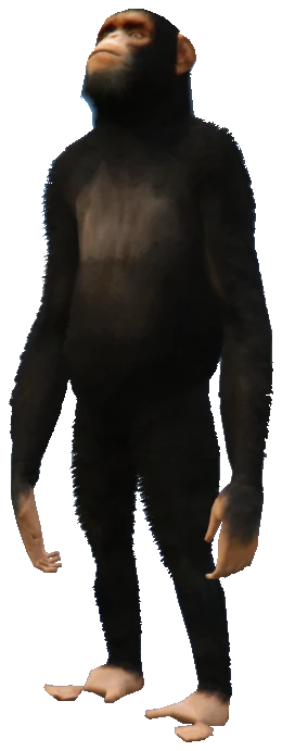 A_C_Chimp