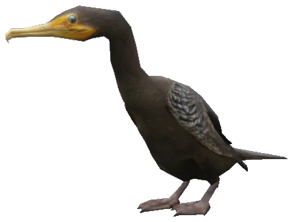 A_C_Cormorant