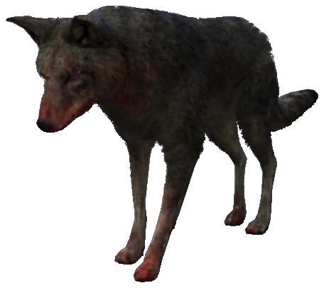 A_C_Coyote_02