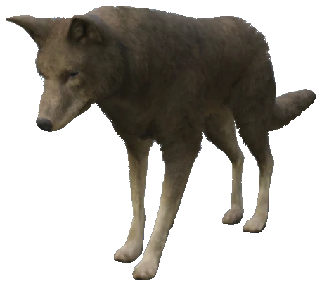 A_C_Coyote