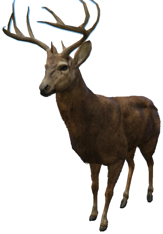 A_C_Deer