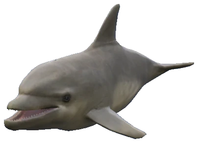 A_C_Dolphin