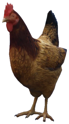 A_C_Hen
