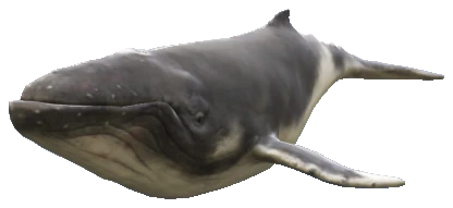 A_C_HumpBack